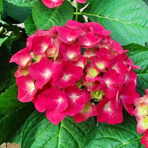 Гортензія великолиста Doris, фото 1