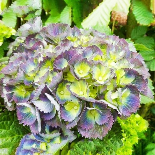 Гортензія великолиста Stramini (Gemini), фото 1