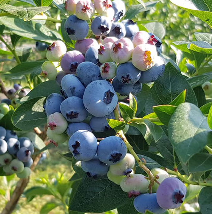 Саджанці лохини Чандлер, 4-річна, конт. 15 л