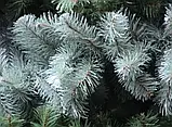 Гірлянда хвойна штучна ялина блакитна 300х23 см, фото 7