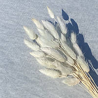 Лагурус сухоцвет серо-мятный 50 шт