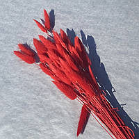 Лагурус сухоцвет красный 50 шт