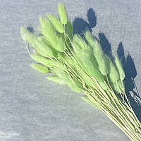 Лагурус сухоцвет салатовый 50 шт