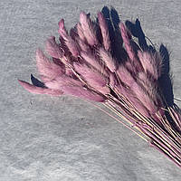 Лагурус сухоцвет dark pink 50 шт