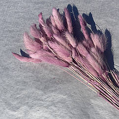 Лагурус сухоцвіт dark pink 50 шт