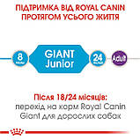 Корм для молодих собак ROYAL CANIN GIANT JUNIOR 15.0 кг, фото 5
