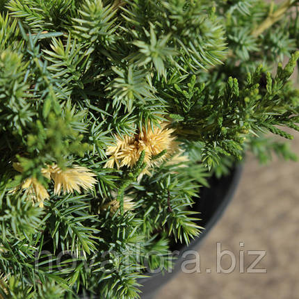 Ялівець китайський 'Кайзука Варієгата / Kaizuka Variegata' 3л 15-25см, фото 2