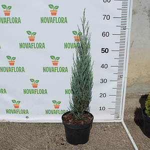 Ялівець скельний 'Блю Ерроу / Blue Arrow' 5л 100см