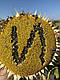 Насіння соняшника НС ІМІСАН (Екстра Плюс), ТМ "Юг Агролідер", Сербія, фото 3