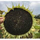 Насіння соняшника НС Х 7917 (Стандарт), ТМ "Юг Агролідер", Сербія, фото 4