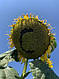 Насіння соняшника САНТОС ПЛЮС (екстра), ТОВ "ТК Арт-Агро", Україна, фото 3