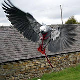 Шлейка для папуги M- Жако, Амазона та ін., фото 5