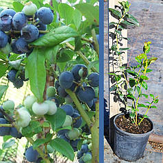 Лохина сорт Ханна Чойс 1.5 річна, контейнер 1.5 л