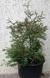 Туя Ерікоїдна (Тамариксолистна). У контейнерах 12 л., фото 2