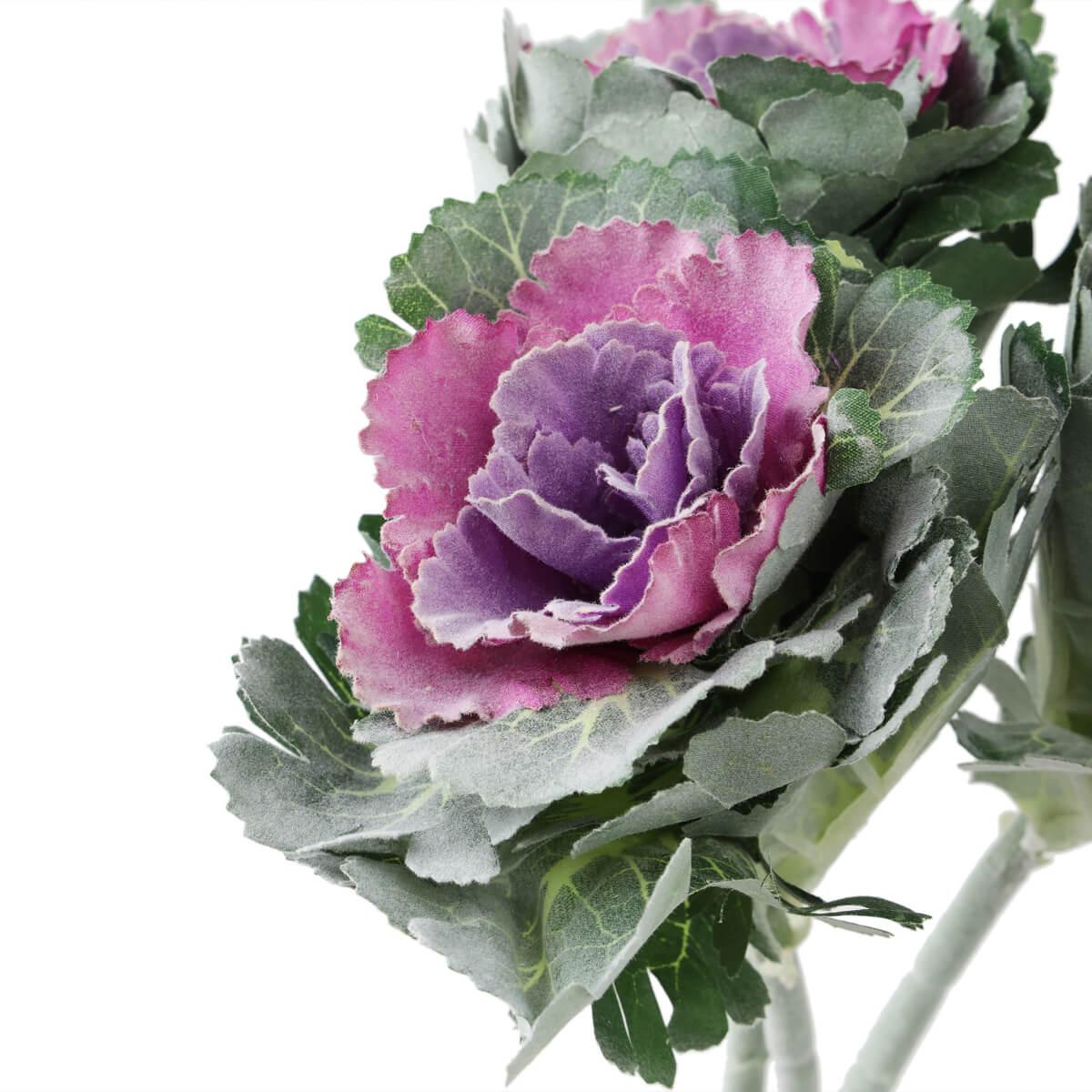 Корисні властивості брасіки