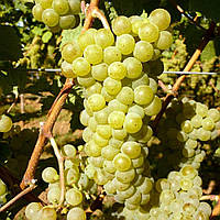 Саджанці винограду Йоханнітер (Johanniter)