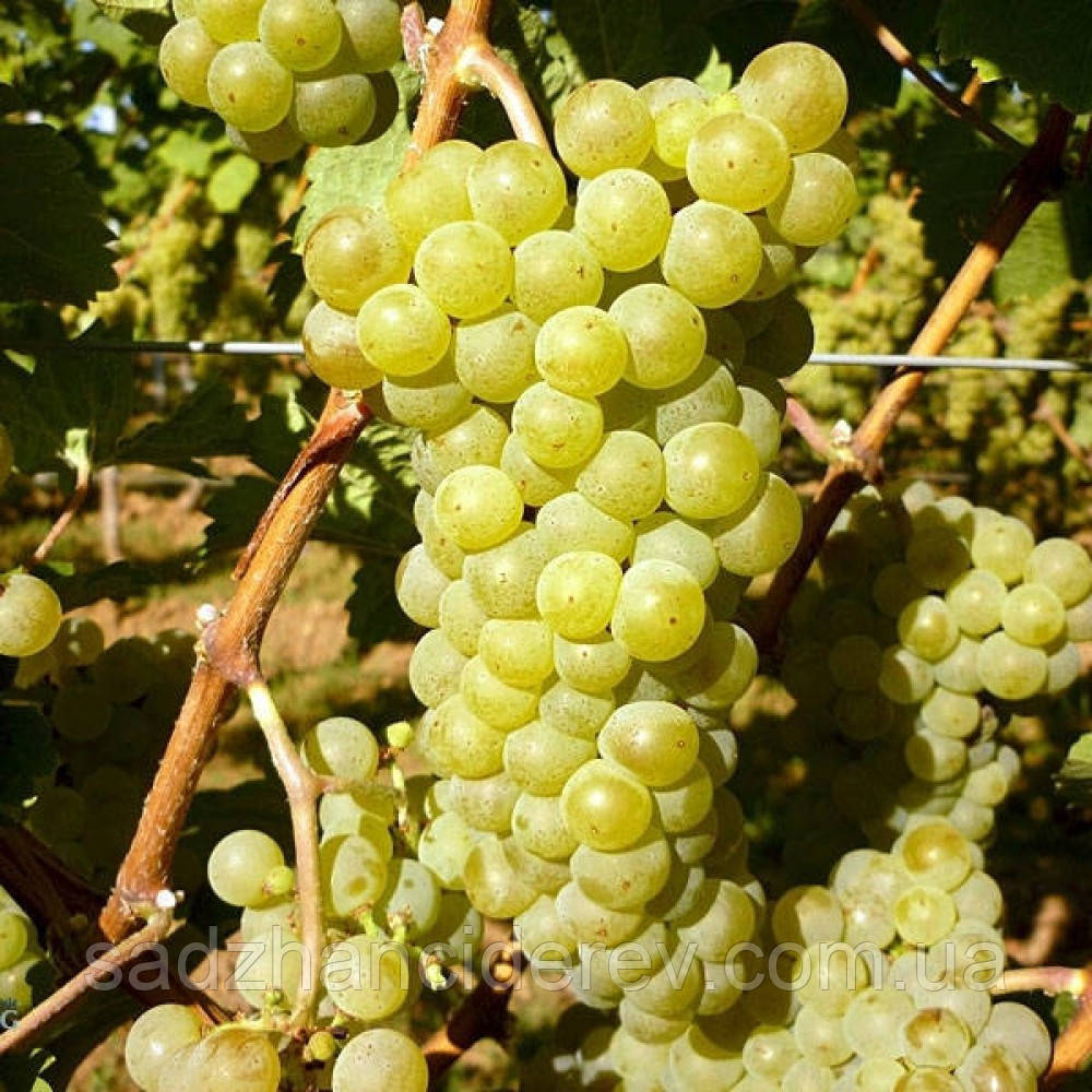 Саджанці винограду Йоханнітер (Johanniter)