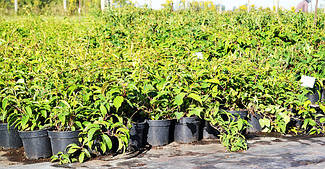 Саженці на розсаднику (07.09,2022)