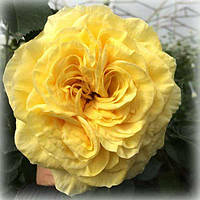 Роза чайно-гибридная Лемон Помпон (Lemon Pompon)