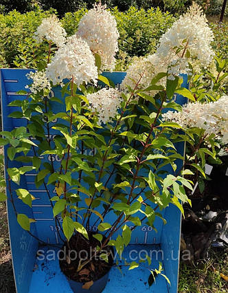 Гортензія Котон крем "Hydrangea pan. Living Cotton Cream" 5ти річні C8, фото 2
