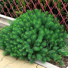 Молочай кипарисовий (Еуфорбія кипарисова), саджанець, фото 2