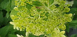 Гортензія  волотиста (Hydrangea paniculata) в асортименті C5, фото 5