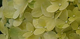 Гортензія  волотиста (Hydrangea paniculata) в асортименті C5, фото 6