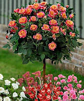 Роза штамбовая Gartenspass (Гартеншпас ) 70-80см
