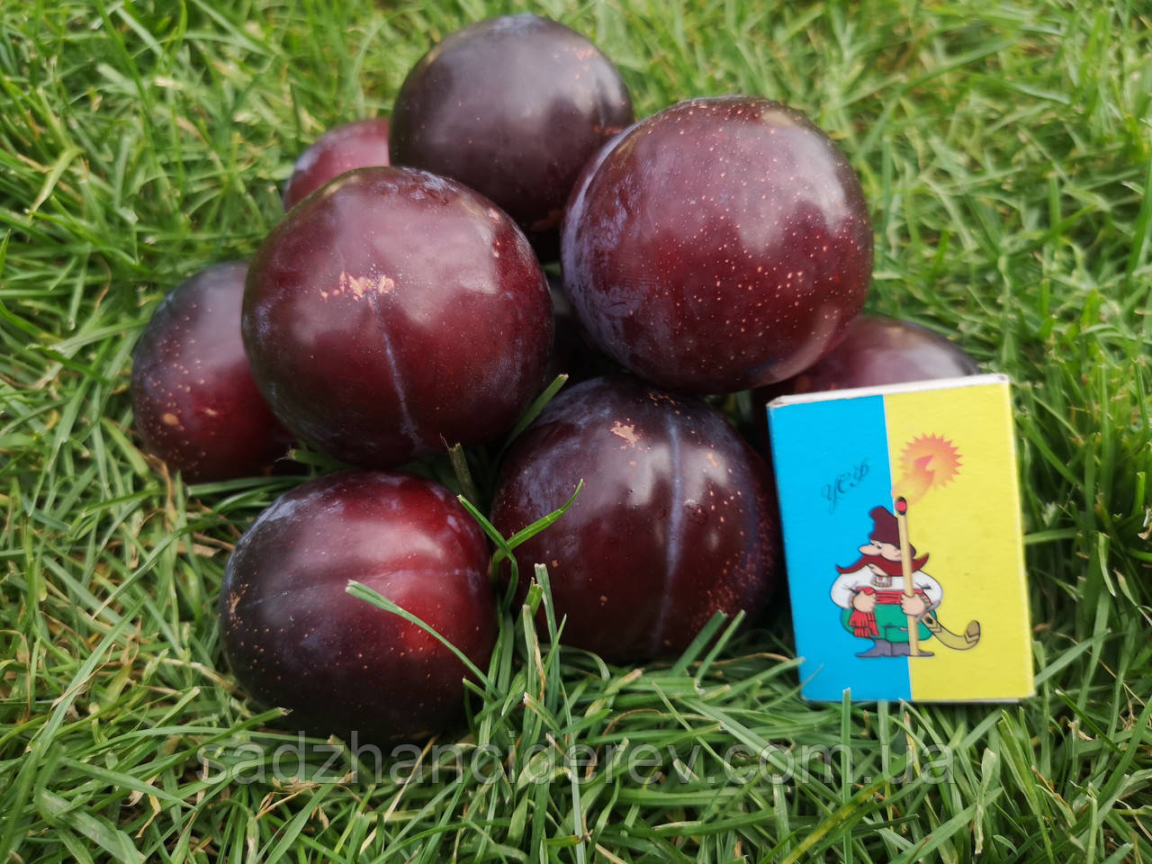 Саджанці слив Ельдорадо (Eldorado), фото 1