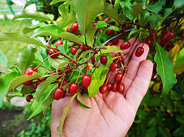 Саджанці Гумі