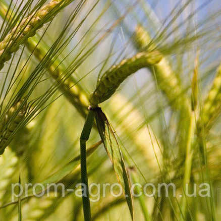 Озимий ячмінь Наомі Еліта NPZ Україна (LEMBKE)