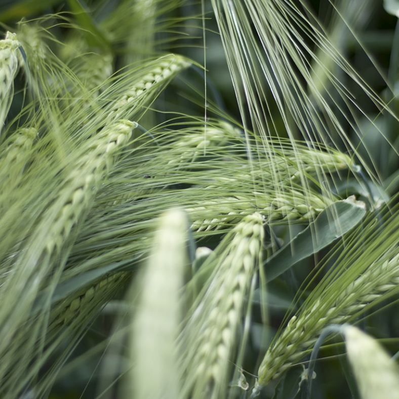 Насіння озімового ячменю Пасо 1 репродукція (Limagrain)