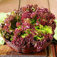 Амерікан Браун насіння салату Satimex 5 г