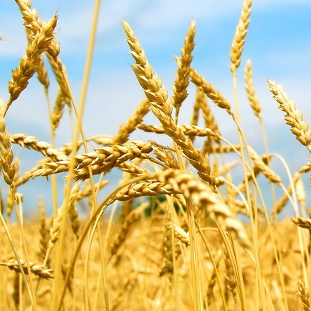Озима пшениця Смуглянка 1-ша репродукція остиста, фото 1
