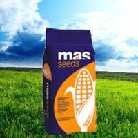 Насіння кукурудзи MAS 306.P, ФАО 300, MAS Seeds