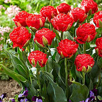 Тюльпан 2 шт Махровий Pamplona цибулини 10/11