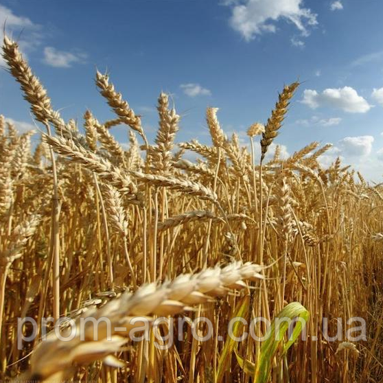 Насіння озимої пшениці Лукулус, 1-а репродукція