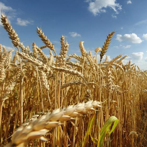 Пшениця озима Туранус, 1-а репродукція