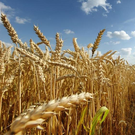 Пшениця озима високоврожайна Ангелус, 1-а репродукція, фото 1