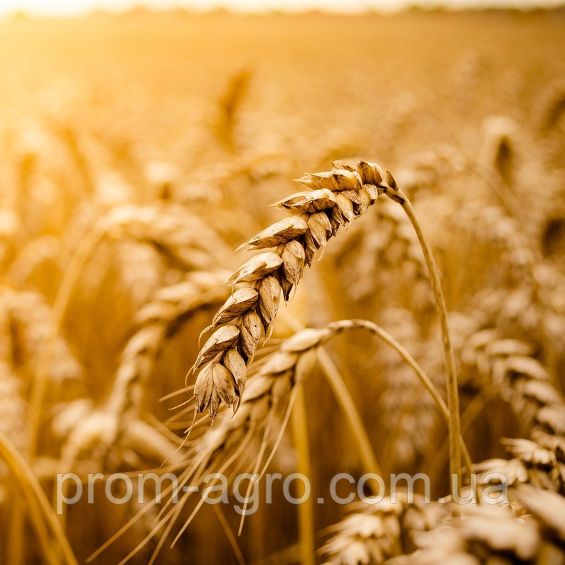 Озима пшениця Колоніа, 1-а репродукція