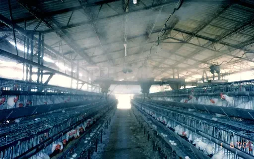 Туманне охолодження в птелевіводстві, фото 1