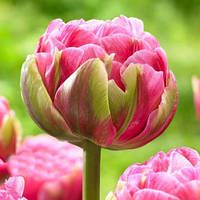 Тюльпан 2 шт Махровий Aveyron цибулини 10/11