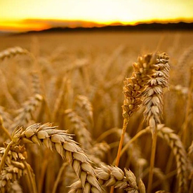Озима пшениця Скаген Saaten Union 1-а репродукція
