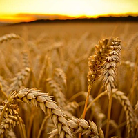Озима пшениця Нордика Saaten Union 1-а репродукція