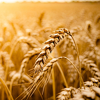 Качественные семена озимая пшеница Аркеос, Элита
