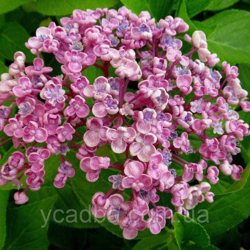 Гортензія крупнолистова Аїша, Ayesha 36 (горшик 0,5л)