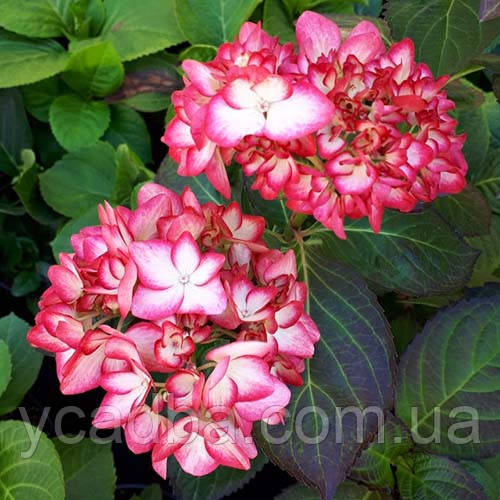 Гортензія крупнолистова Сальса, Salsa 19 (горшик 0,5л)