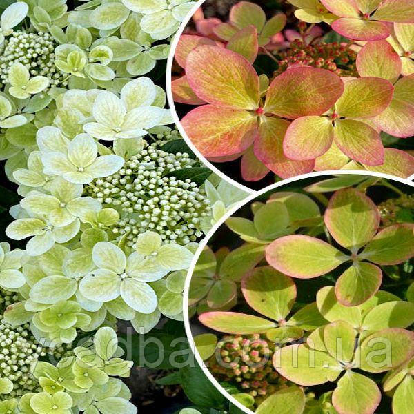 Гортензія волотиста Пастель Грін Pastel Green 38(горшик 0,5л)