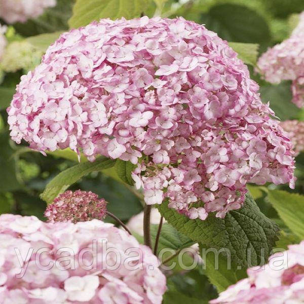 Гортензія деревоподібна Меджикал Пінкербелл Magical Pinkerbell 7 (горшик 0,5л), фото 1