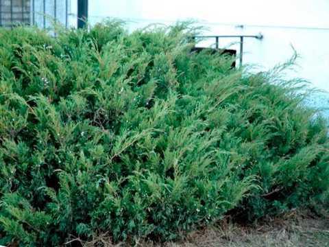 Саджанці Ялівця козацького Блю Дануб (Juniperus sabina Blue Danube) в горшку 2л
